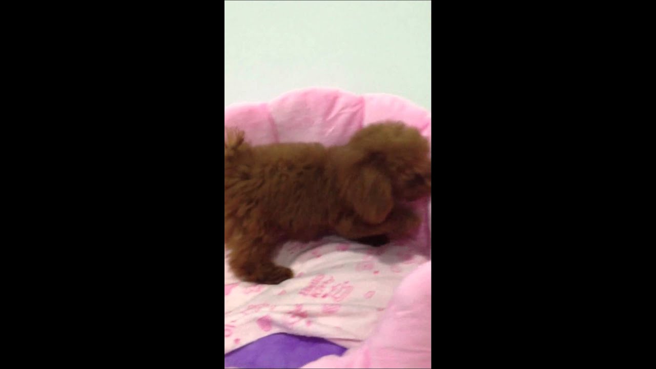Toy Poodle Puppy Exploring her New Bed V008 YouTube