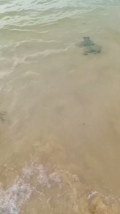 beningnya air laut