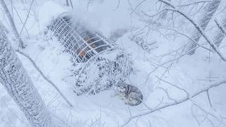 Surviving the Blizzard with my dog in a Bushcraft Shelter | Extreme Off Grid Survival