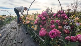 #130 The Best Cut Flower (In My Opinion)