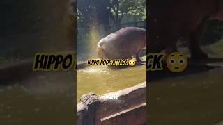 Never get close to a hippo… this is why 🤢 #shorts #wildlife #scary #animals