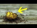 How to Get Rid of Ants Fast Naturally - DIY trick