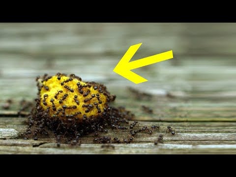 how-to-get-rid-of-ants-fast-naturally---diy-trick