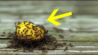 개미를 자연적으로 빨리 퇴치하는 방법 - DIY 트릭