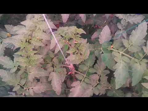 Demo Tomato under far red application