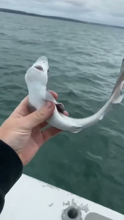 ikan hiu kecil, Serem banget mata nya #ikanhiu #laut #shark