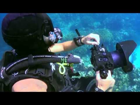 Advanced Underwater Video Course - GoMEDIA @ Utila Dive Centre