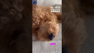 Cute and Funny Poodle Spends his Free Time Napping #shorts #dog #doglover