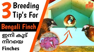 Bengali Finches Breeding Tips | Society Finch Bird | in Malayalam | MY PET PLANT