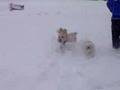 Snow dogs 1