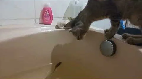 Watch the video about Funny Cat trying to catch a little mouse on bathtub but he hates water lol #tomandjerry #catvsmouse