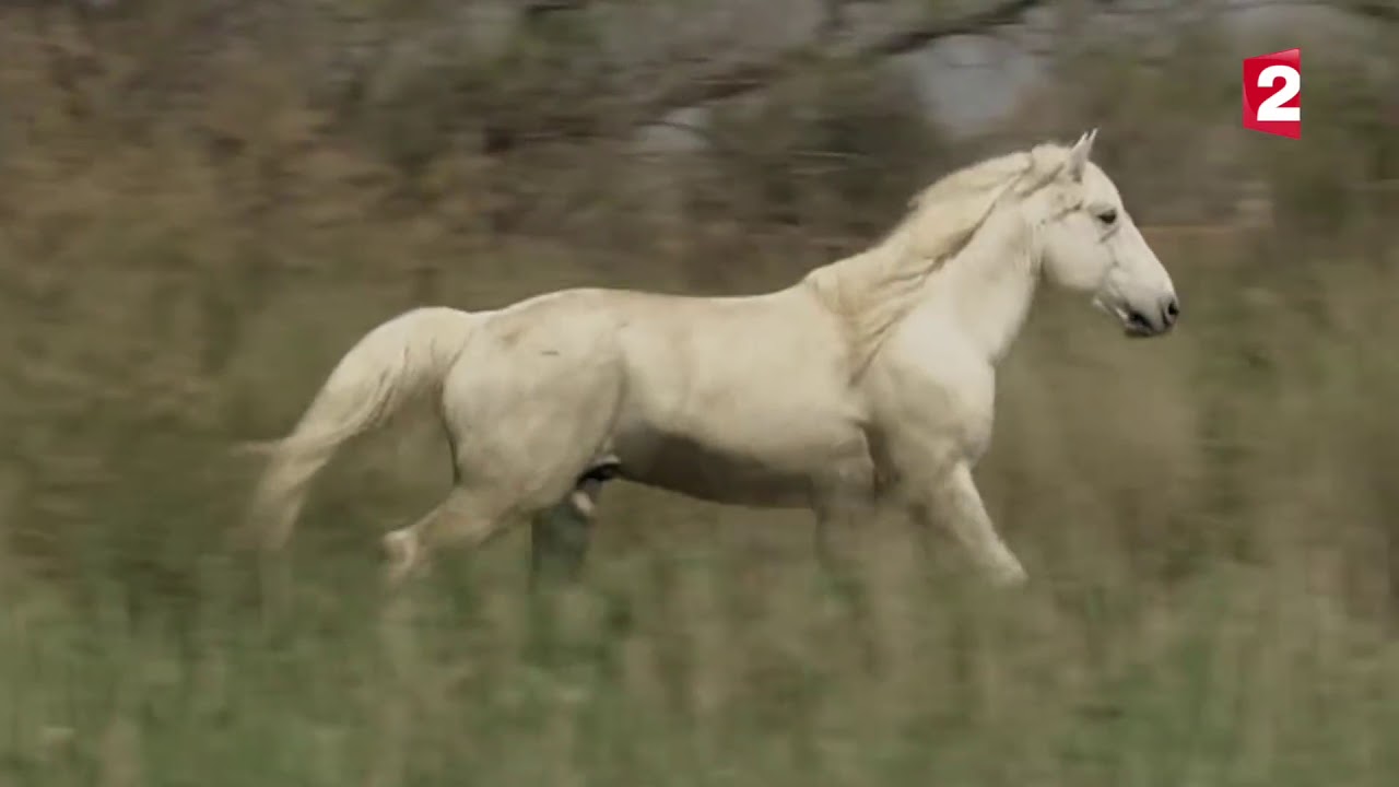 Sexe Comment fait le cheval? YouTube