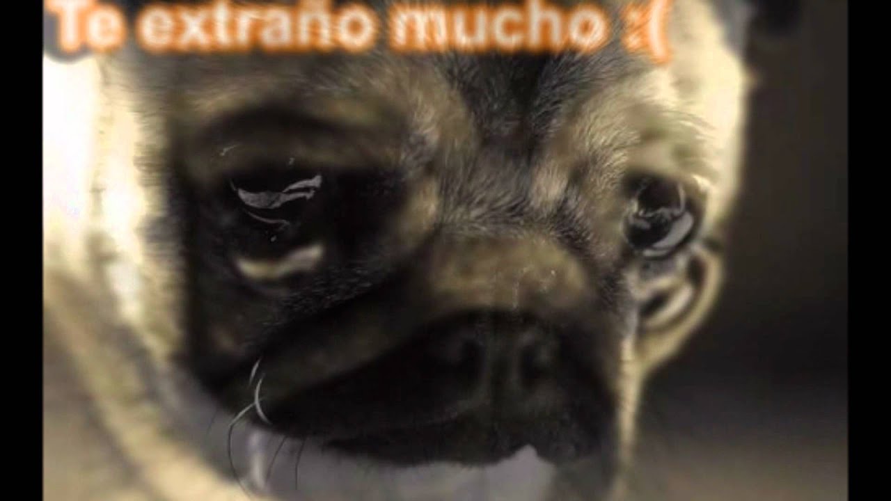 TE EXTRAÑO TROPICAL DEL BRAVO