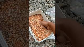 Ngoplos Dulu Buat Blackthroat