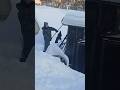 Папин помощник 🤣 #зима #рекомендации #собака #животные #щенок #овчарка #вео