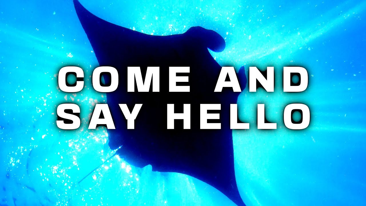 Manta Ray encounters in Komodo, Flores.