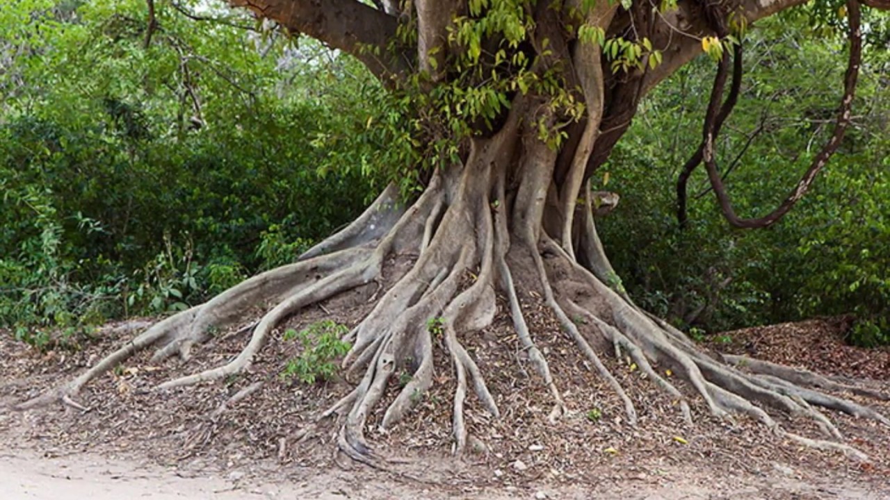 Больший корень это. Японский дуб мидзунара. Корни дерева. Большие корни деревьев. Дерево с огромными корнями.