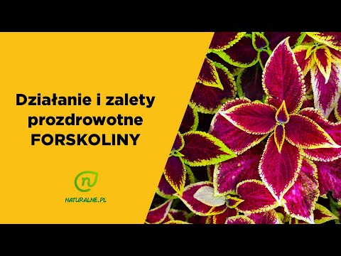 Wideo: Produkcja Prekursora Forskoliny 11 β-hydroksy-manoilu Tlenku W Drożdżach Z Zastosowaniem Zastępczych Aktywności Enzymatycznych