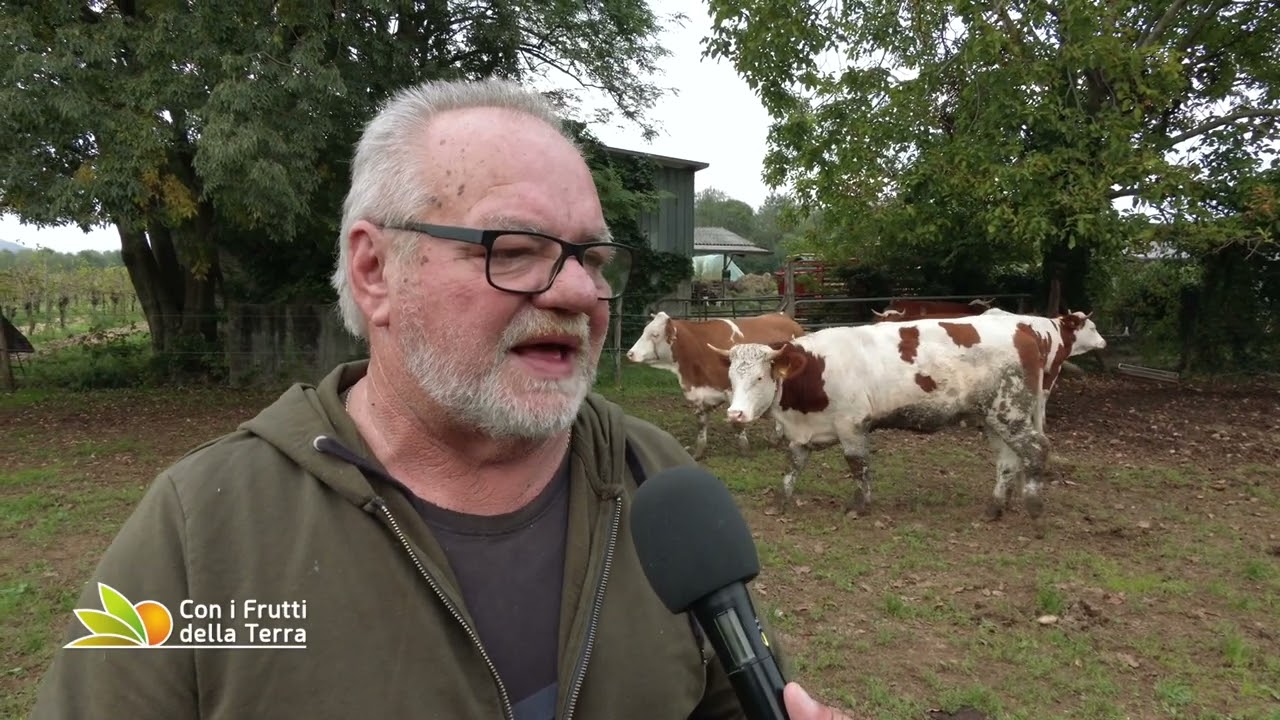 Puntata del 15-12-2024 - 1° parte LE PEZZATE ROSSE DI CORMONS