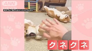 “エアなでなで”…気持ち良さそうに体クネクネ！なでてないのに…勝手に体動く柴犬(2023年4月19日)