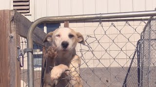 'Home for the Paw-lidays': Colbert Co. Animal Shelter created a holiday foster program