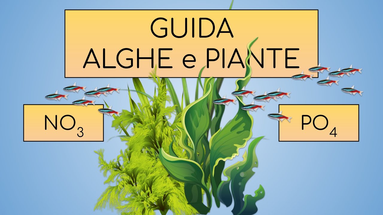 GUIDA completa alle ALGHE e alle PIANTE in acquario - Tutto quello che ...