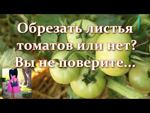 Video: Pomoc, moje paradajky sú príliš malé: dôvody, prečo ovocie z paradajok nerastie
