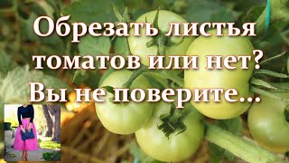 Мало кто это знает. Как обрезать листья томатов в открытом грунте или теплице для хорошего урожая.