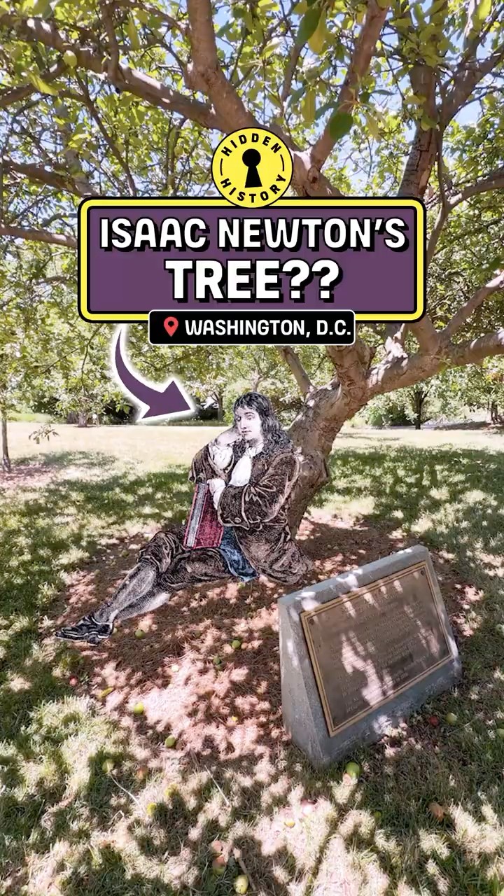 木が世界だったニュートン Isaac Newton's apple tree is in Washington DC?? - YouTube