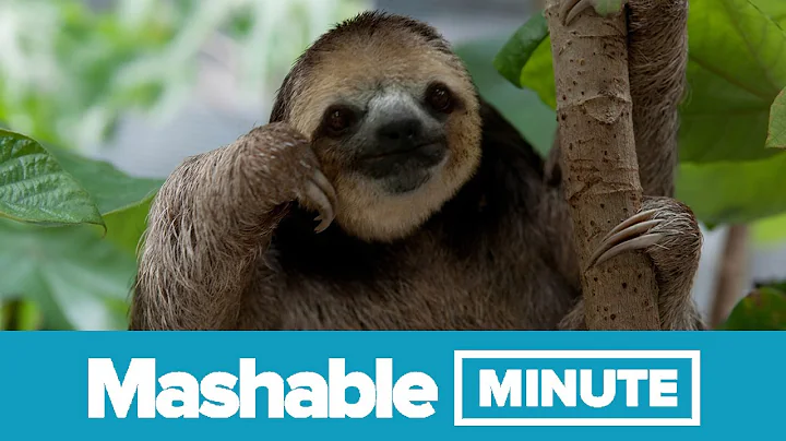 Sloth Week Is Here! | Mashable Minute | With Elliott Morgan