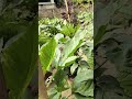 এখানেই শেষ না 🤪Part 2 খুব শিগগিরই🥳 #shortvideo #garden #viral #fresh