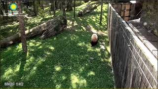 Panda Bei Bei - Bleating In The Yard 2017-09-04