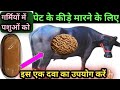 गर्मियों में पशुओ को पेट के कीड़े 🪱 मारने के लिए इस एक दवा का उपयोग करें Best Dewormer for Animals 