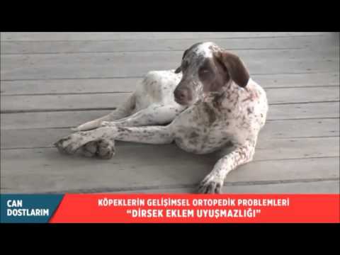 Video: Köpeklerde Artrit: Köpek Eklem Ağrısı Nasıl Tedavi Edilir