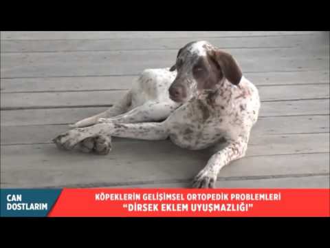 Video: Köpeklerde Pilor Kanalının Daralması