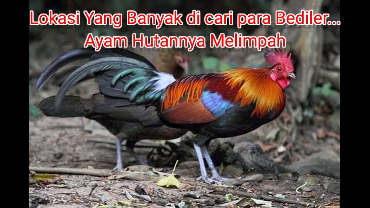[Ayam Hutan Merah Sumatra] Survei Lokasi Ayam Hutan Yang Masih