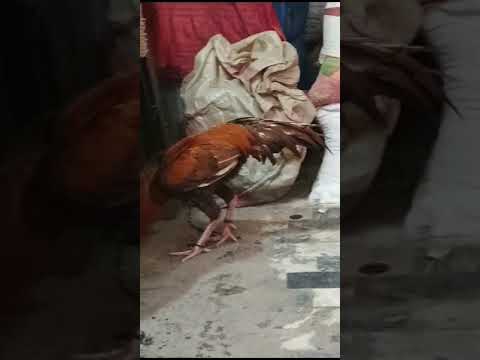 Abdulkhaliquejaveed Gmail Com