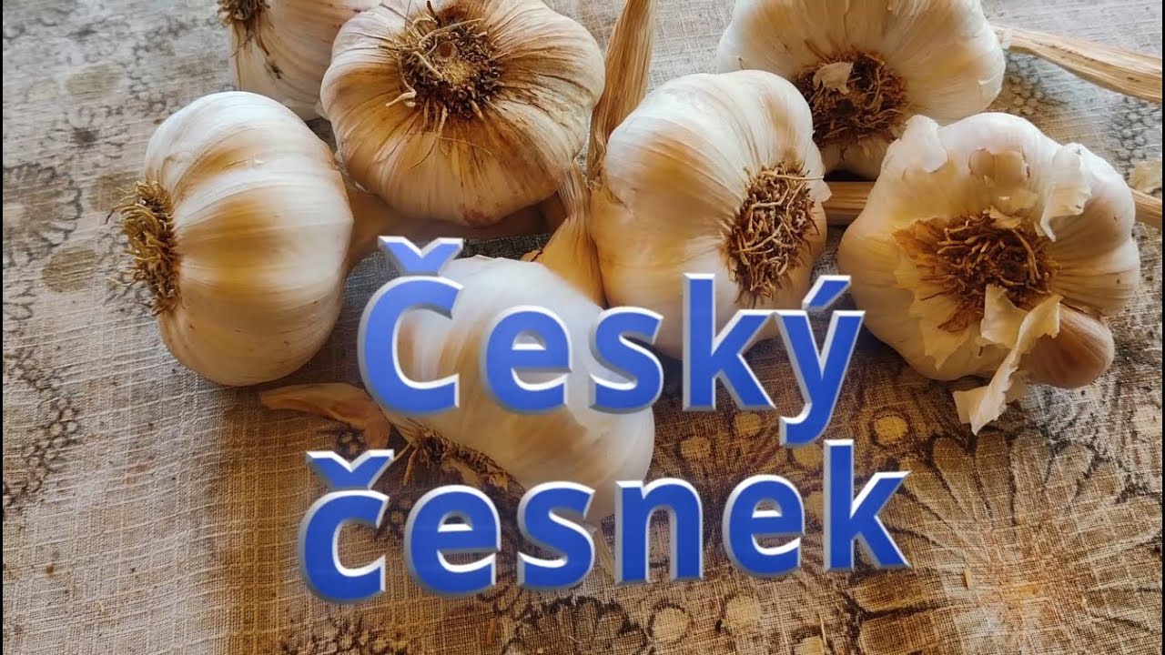 Česnek: Úprava pozemku, moření a sázení | Klíčové kroky pro OBŘÍ sklizeň!