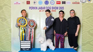 BEBE THE BICHON BEST IN SHOW LOCAL 1st & RESERVE BEST IN SHOW - PERKIN JABAR DOG SHOW 2025