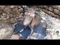 Rescue of heart-broken dog dying alone in sewage.