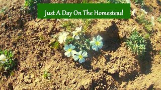 Just A Day Of Homesteading by High Desert Homestead 282 views 11 months ago 15 minutes