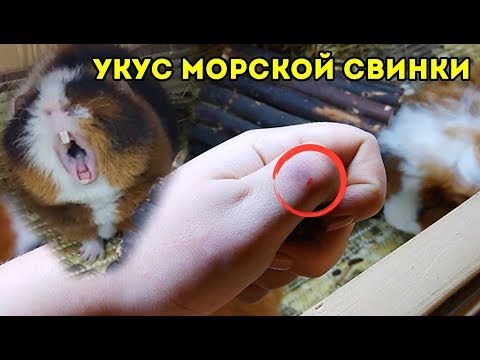 КУСАЮТСЯ ЛИ МОРСКИЕ СВИНКИ?