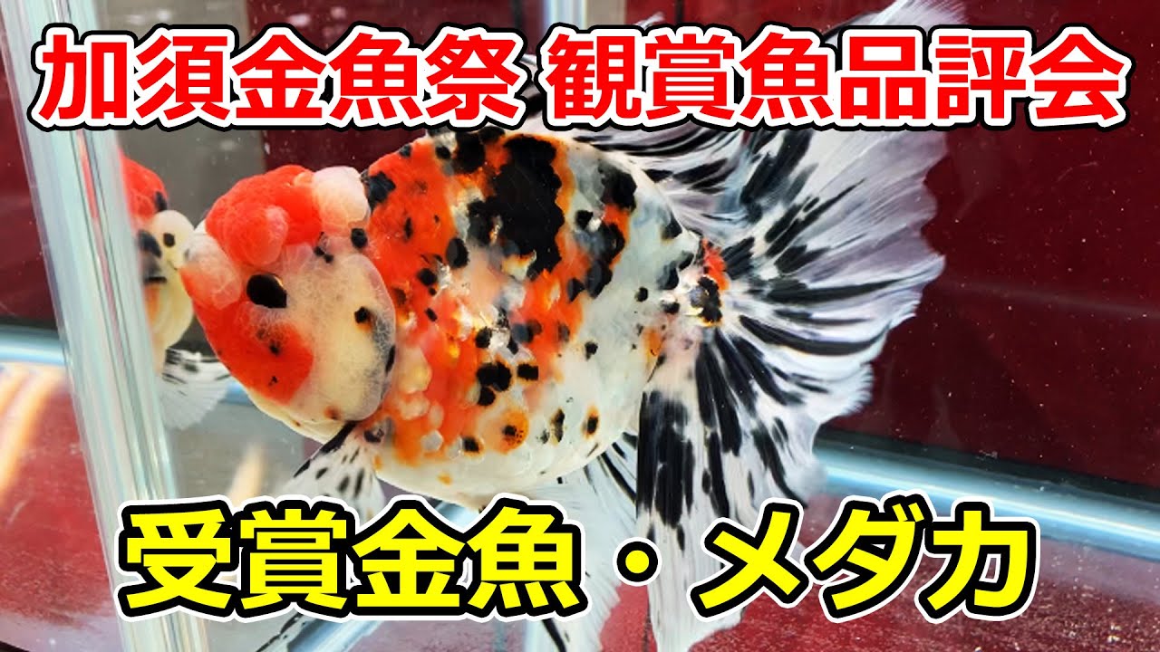 加須金魚祭 埼玉県観賞魚品評会 2024年11月3日 - YouTube