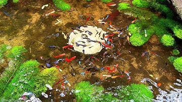 Mương Cá Bảy Màu Thuỷ Sinh Bị Lãng Quên | Ngắm Cá Thư Giãn | Dat Guppy