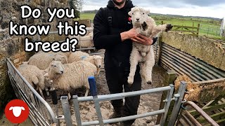 Unexpected RARE BREED LAMBS!!