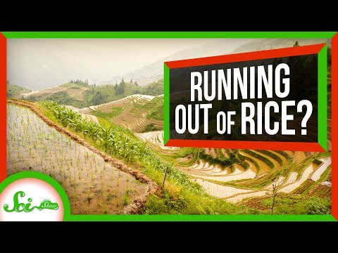 How We Could Prevent a Global Rice Shortage thumbnail