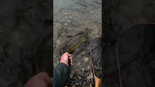 🎣 Title: Wild Trout Fight 🎣😳📝 :Big trout ⚡Big battle 💥#trout #riverfishing #shorts