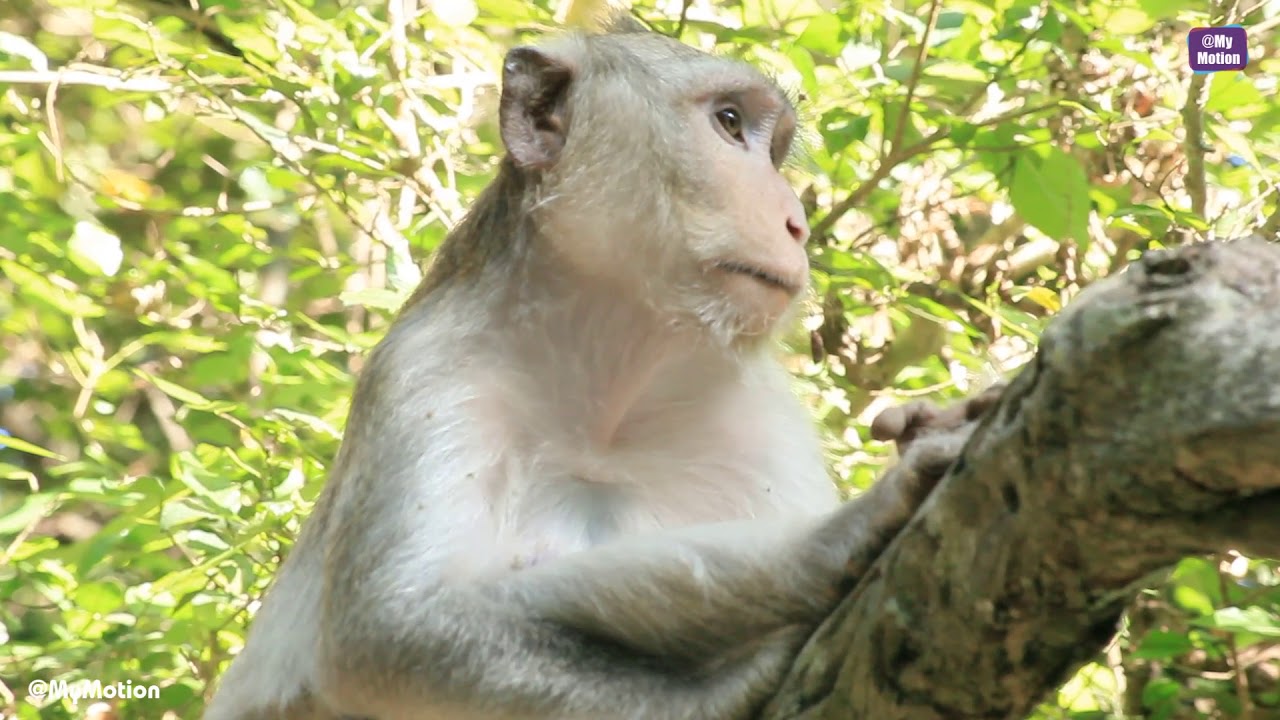 Funny Monkey Videos |  Funny monkeys will make you laugh hard