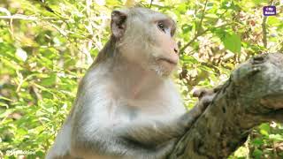Funny Monkey Videos |  Funny monkeys will make you laugh hard