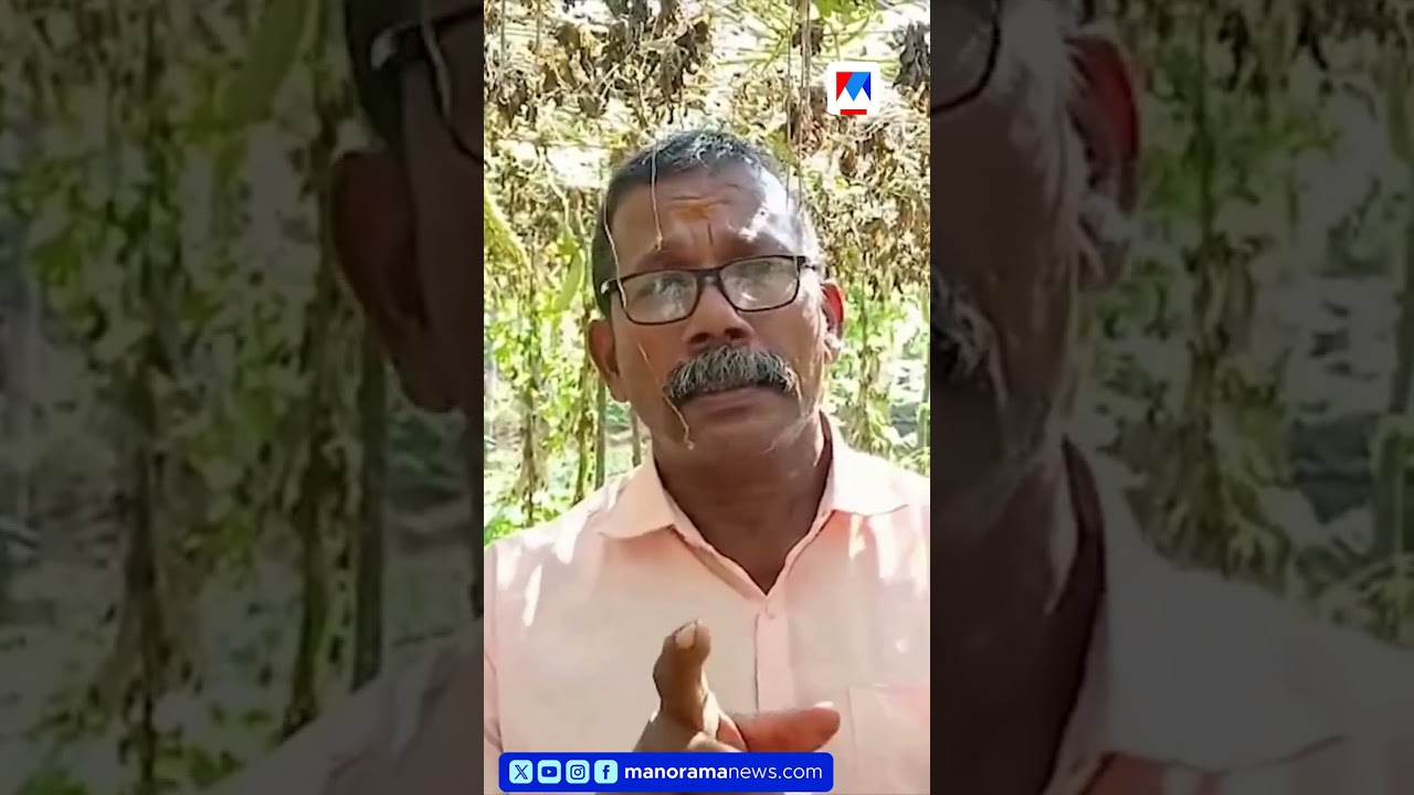 പഞ്ചായത്തിന്റെ അനാസ്ഥ; ഉപ്പുവെള്ളം കയറി കർഷകർക്ക് ലക്ഷങ്ങളുടെ നഷ്ടം  